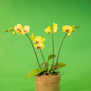 Phalaenopsis orchidee van Opti-flor in origineel design van Pim van den Akker