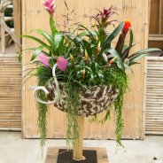 Bromeliad business design locatie