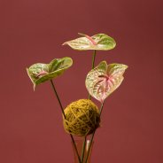 Anthurium design Pistache