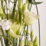Lisianthus Rosita Pure White en Alissa Green van Sakata