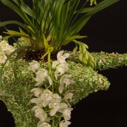 Ice Cascade Cymbidium in kerstsfeer