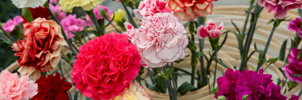 Kleurrijk #TrendyDianthus bloemstuk