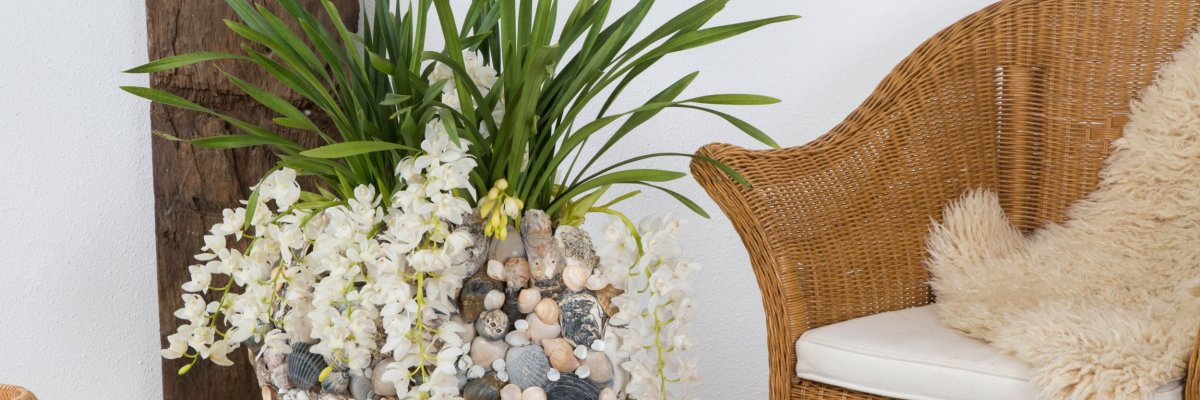Strandschatten en de Ice Cascade Cymbidium