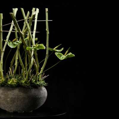 Anthurium Midori in frame van zonnebloemen