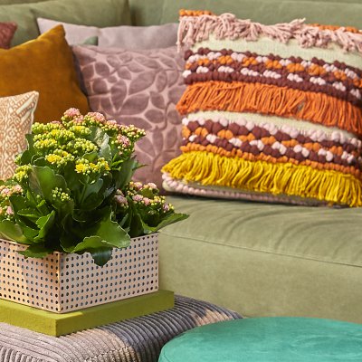 Kalanchoe als perfecte huisgenoot