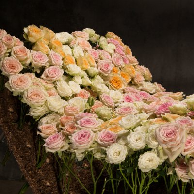Overvloed aan rozen