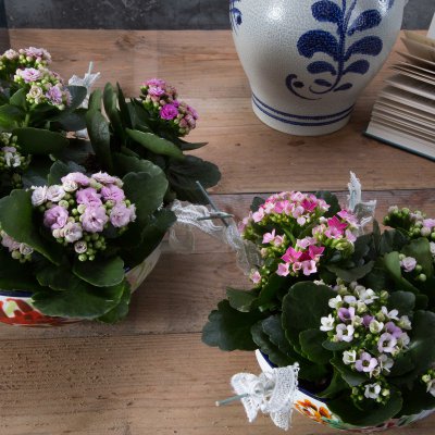 tafelstuk met Kalanchoë