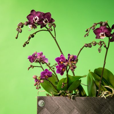 Snelle orchidee arrangementen