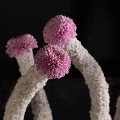 Vrolijke Vanya Pink chrysanten