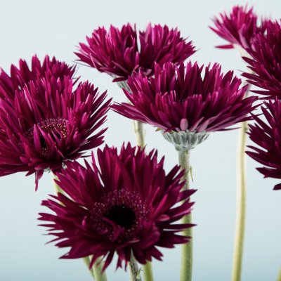Elegant en contrastrijk bloemwerk met mini Gerbera's