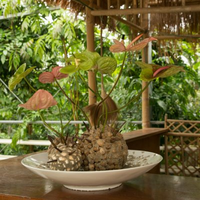 Artistic Anthurium design