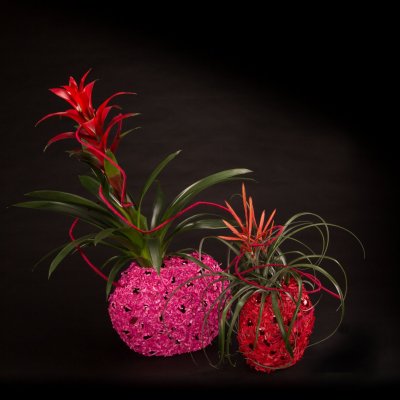 Feestelijke Bromelia's