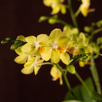 Kerst multiflora Phalaenopsis