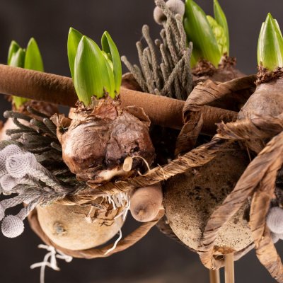 Kerstgevoel met Hyacinthus en Amaryllis 