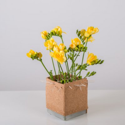 Freesia kubus