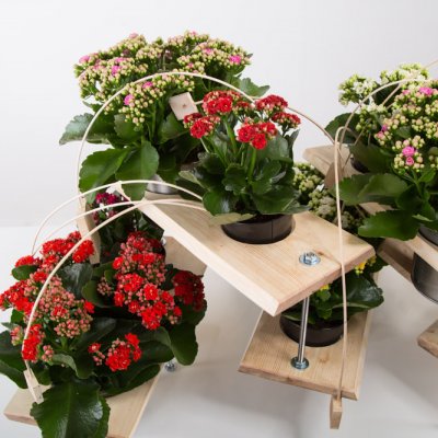 Een technisch Kalanchoe ontwerp