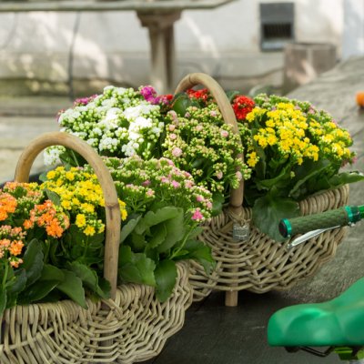 Manden vol Kalanchoe