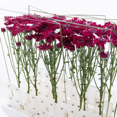 Elegant design met Stresa Purple