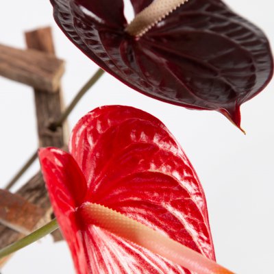 Snij-Anthuriums in houten frame