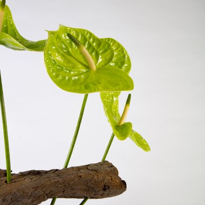 Anthurium frameboeket 