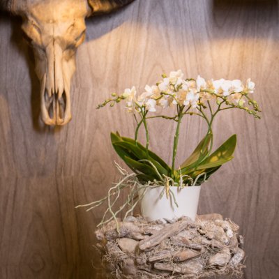 Phalaenopsis op een voetstuk