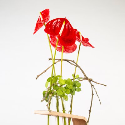 Strakke Anthuriums