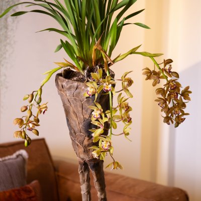 Stoer Cascade Cymbidium Argiro arrangement