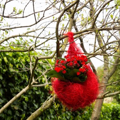 Garden Kalanchoë in rood nestje