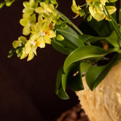 Kerst multiflora Phalaenopsis