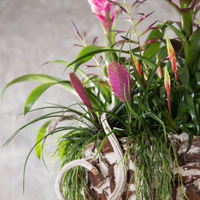 Lush plant arrangement with Bromeliads