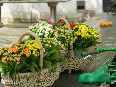 Manden vol Kalanchoe