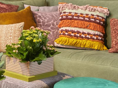 Kalanchoe als perfecte huisgenoot