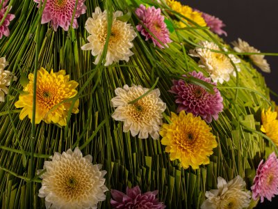 Sorbet chrysanten