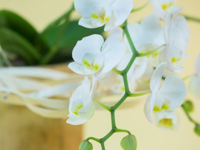 Commercieel design met de orchidee