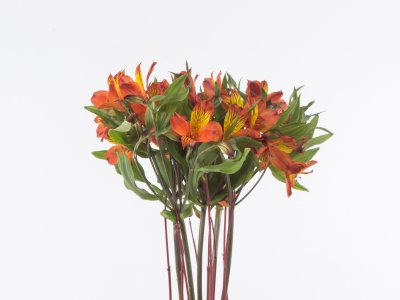 Herfstig Alstroemeria arrangement
