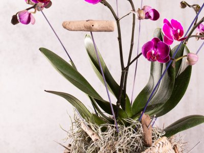 Plantenarrangementen