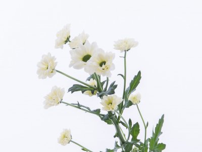 Snel en origineel Chrysanten boeket
