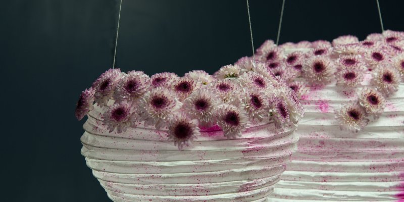 Lampionnen met Chrysant Abbey - Limited Edition by Zentoo