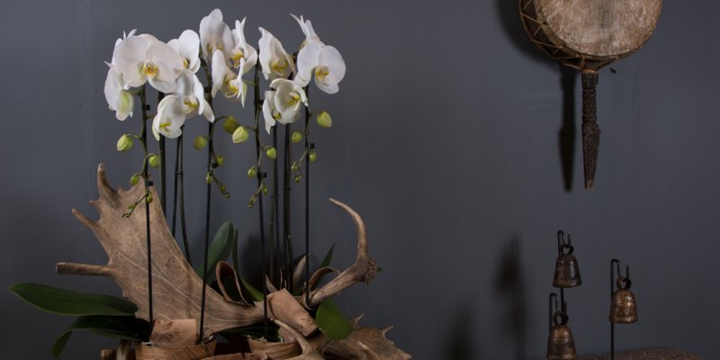 Orchideeën en geweien