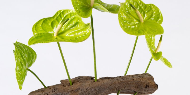 Anthurium frameboeket 