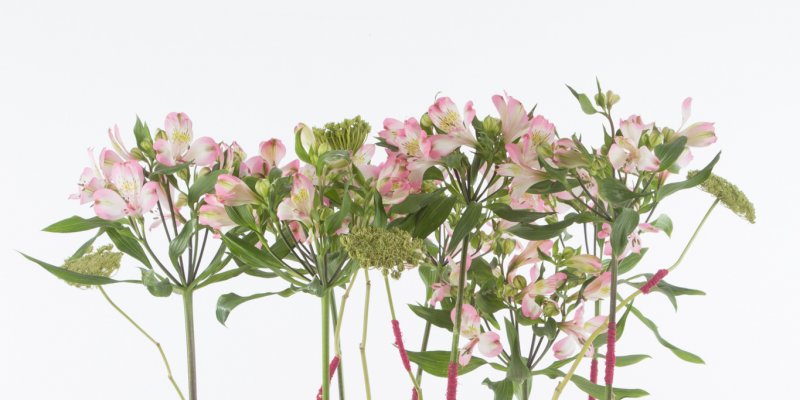 Industrieel Alstroemeria design