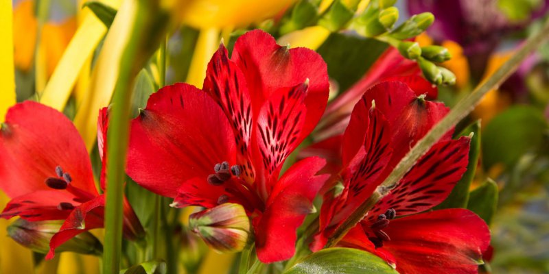 Zomers Alstroemeria boeket