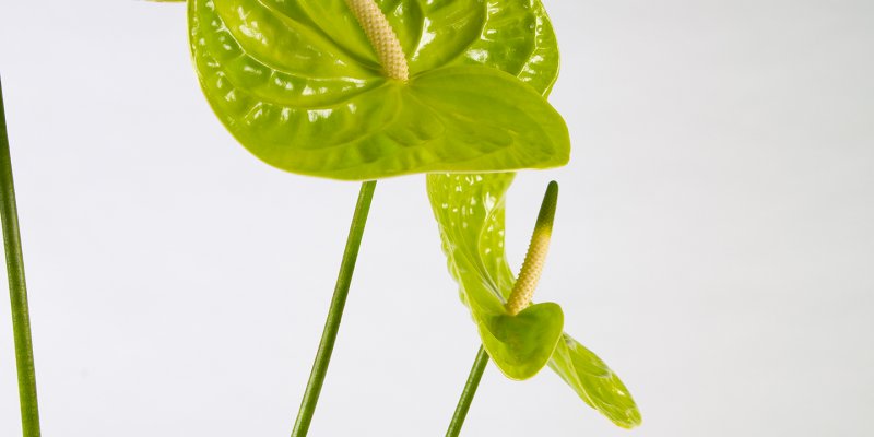 Anthurium frameboeket 
