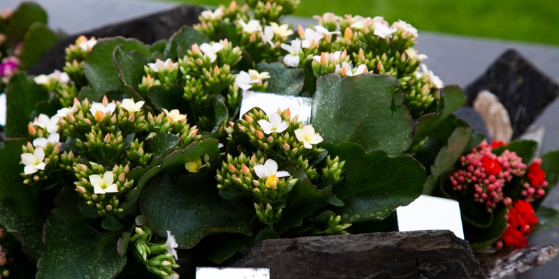 Tuintje met Kalanchoë