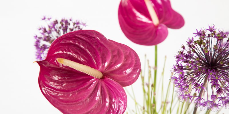 Anthuriums en Allium