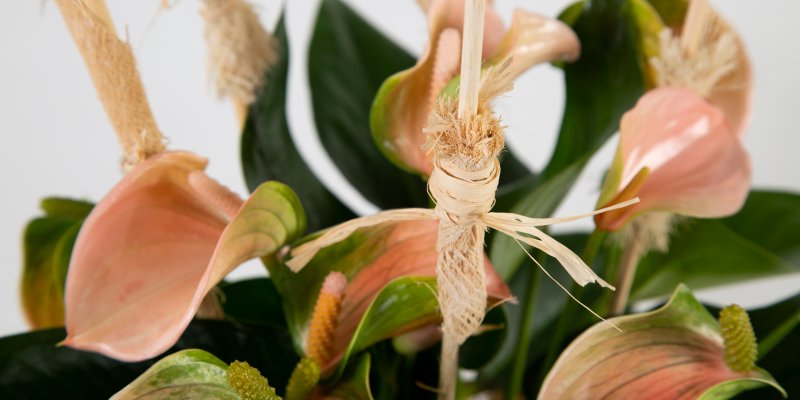 Anthurium met natuurlijke details