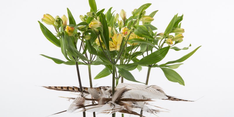 Leuk veren design met Alstroemeria