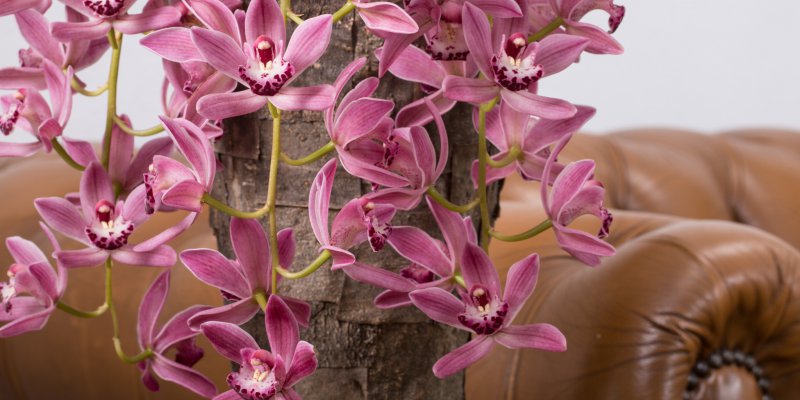 Cascade Cymbidiums als eyecatcher in het interieur