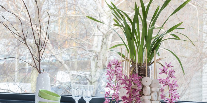 Cascade Cymbidium Anisa en hout