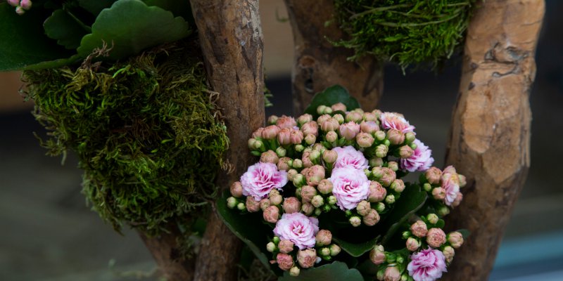 Kalanchoë kokedama's